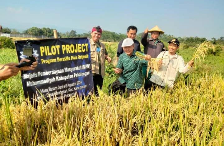 Panen Padi Organik Muhammadiyah Kabupaten Pekalongan