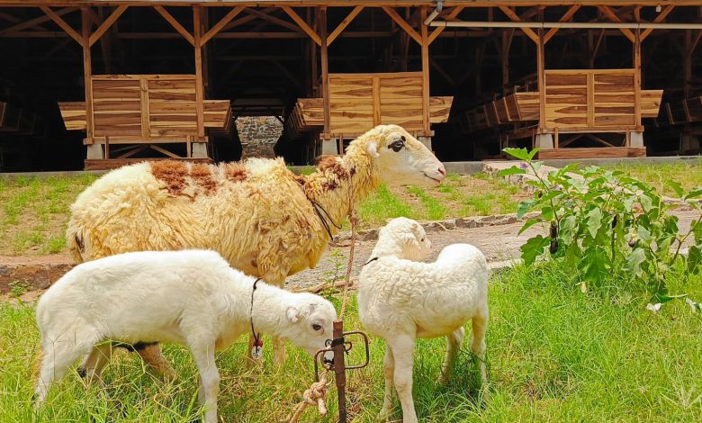 Domba Garut di Peternakan Ta'awun Farm Tambakroto Kajen Pekalongan